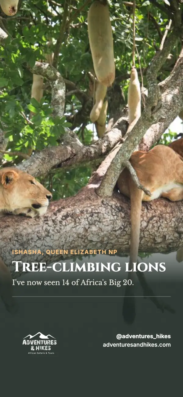 Share card with a tree-climbing lions photo and the Adventures and Hikes logo