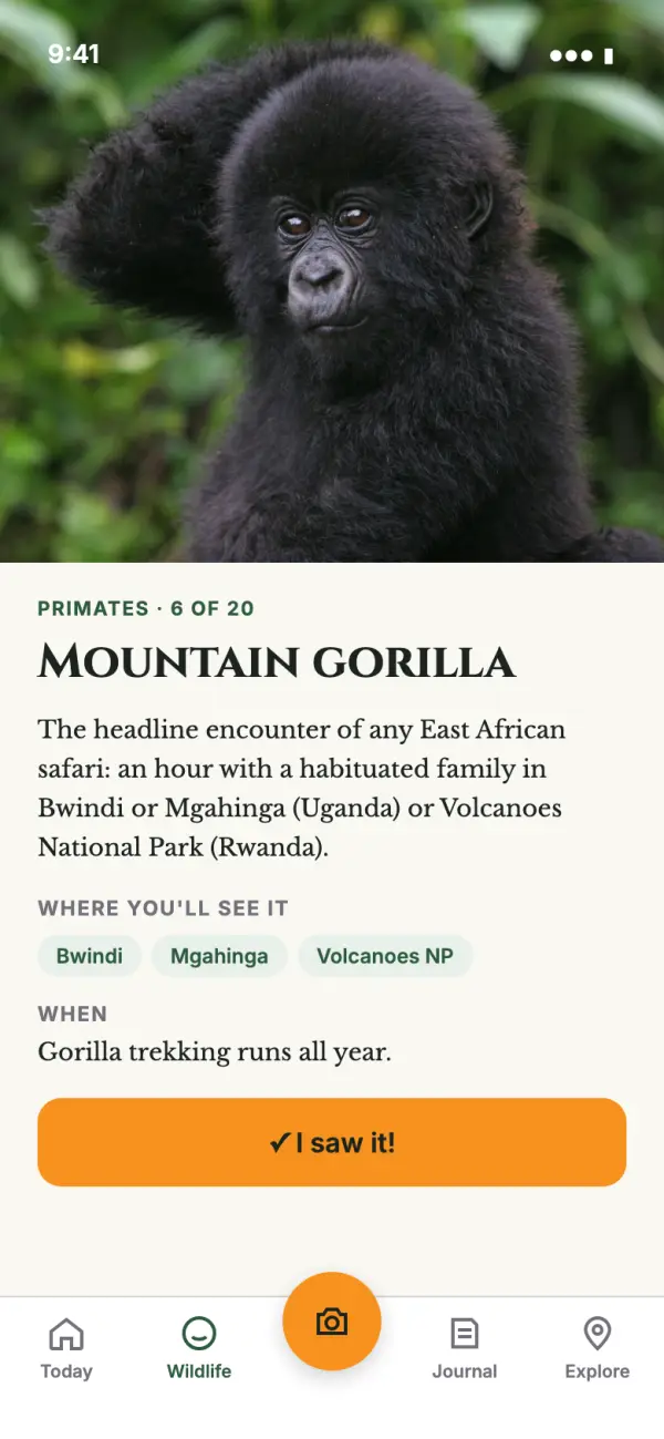 Wildlife guide page for the mountain gorilla